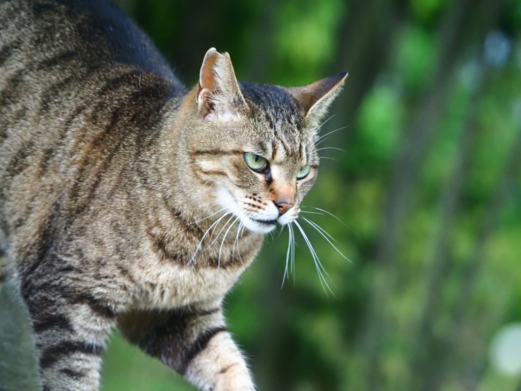 キジトラ猫