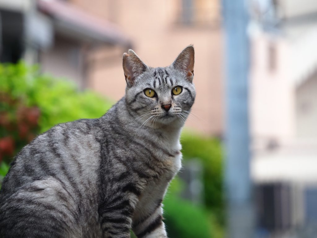 サバトラ猫