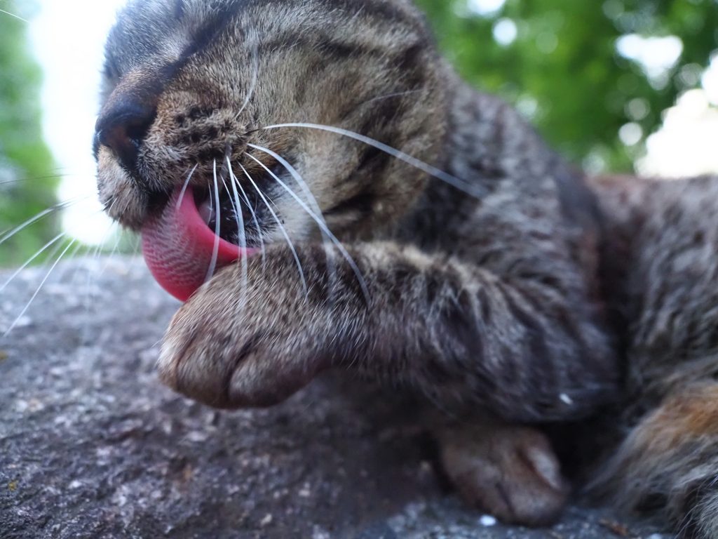 キジトラ猫
