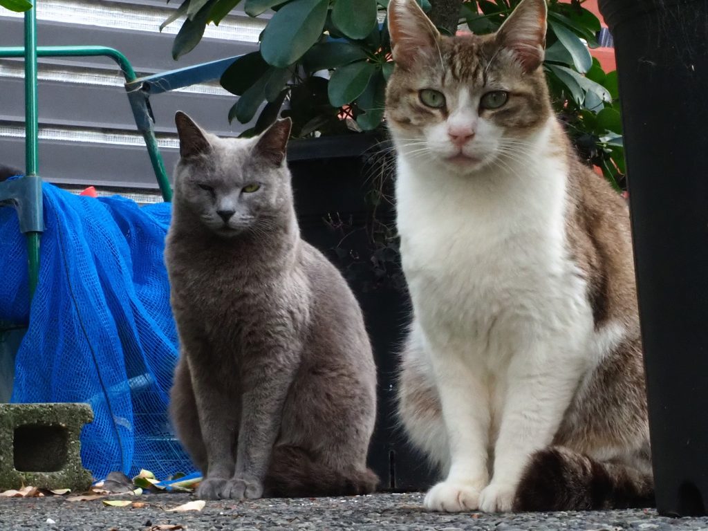 キジ白猫とロシアンブルー