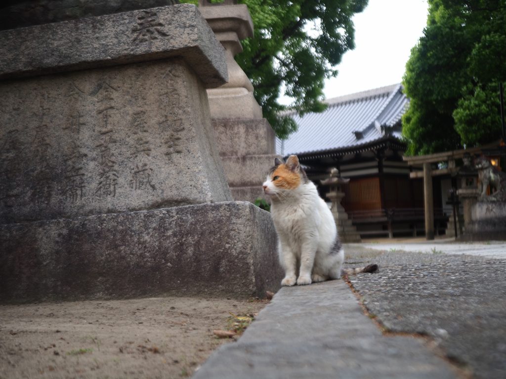 三毛猫