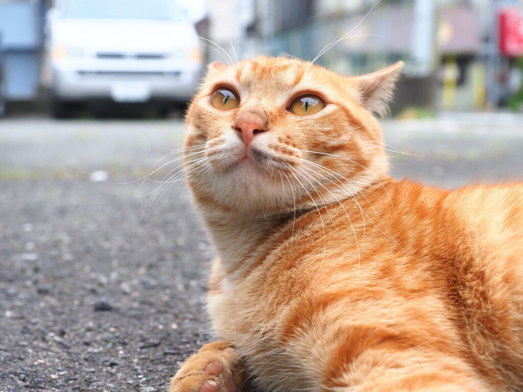 茶トラ猫