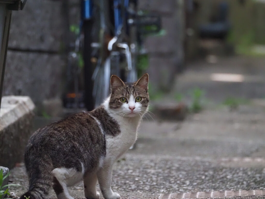 路地裏のキジ白猫