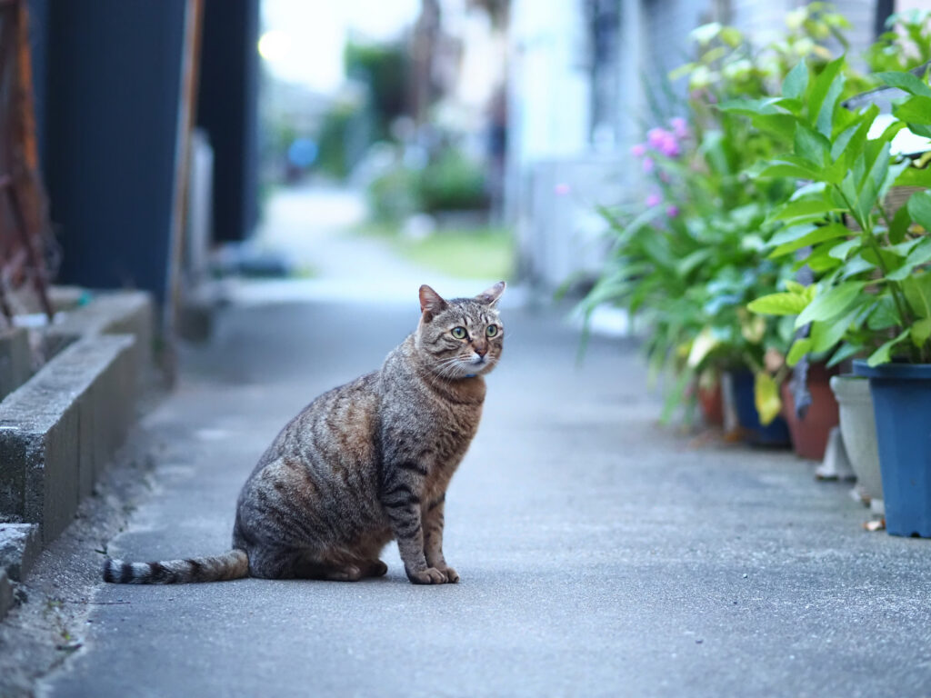 路地裏のキジトラ猫