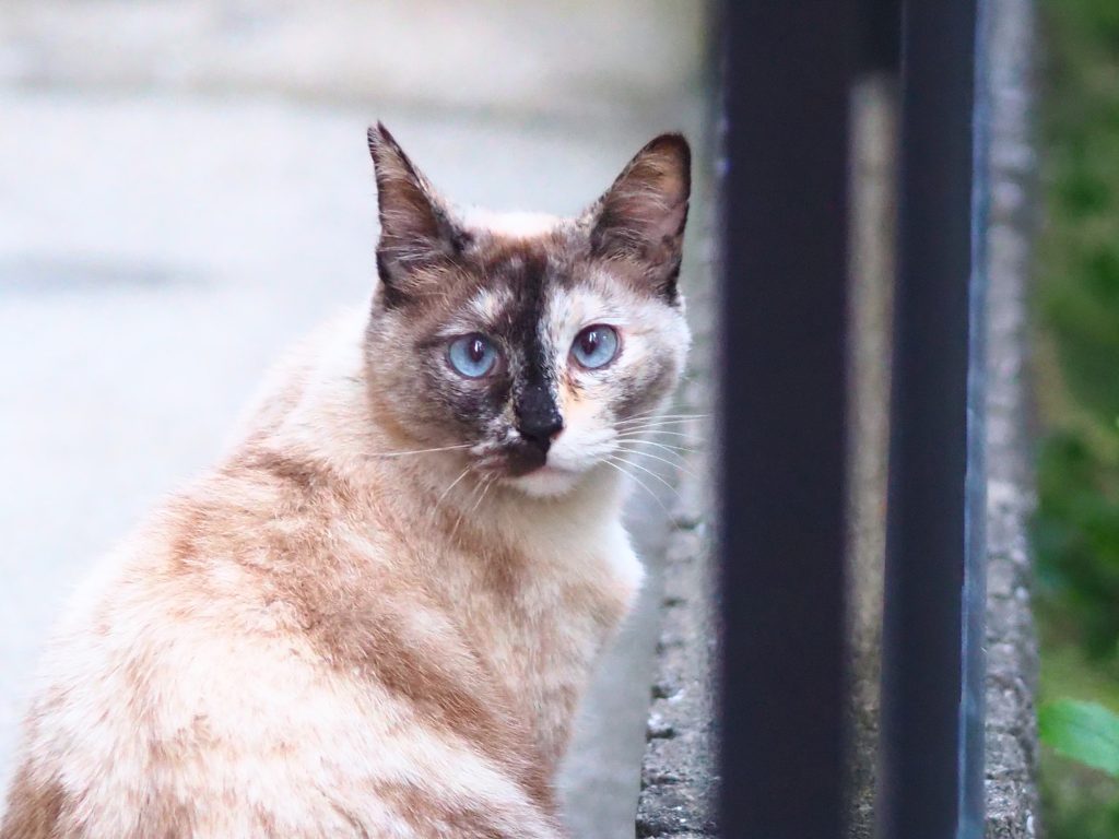 サビ猫