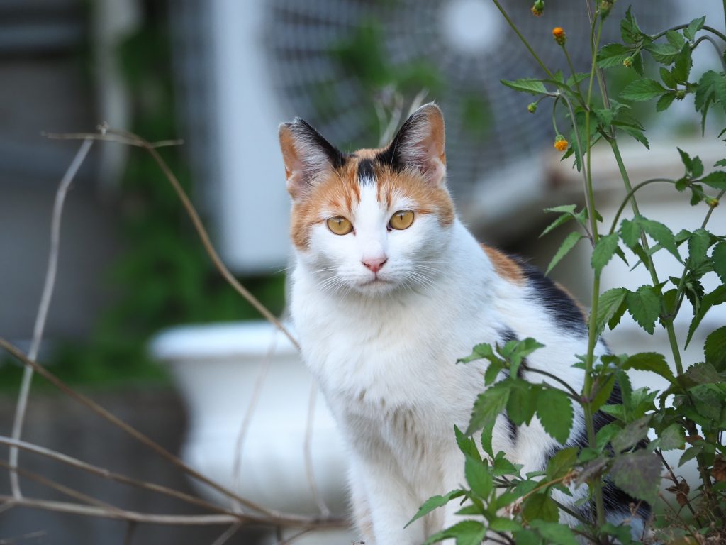 三毛猫