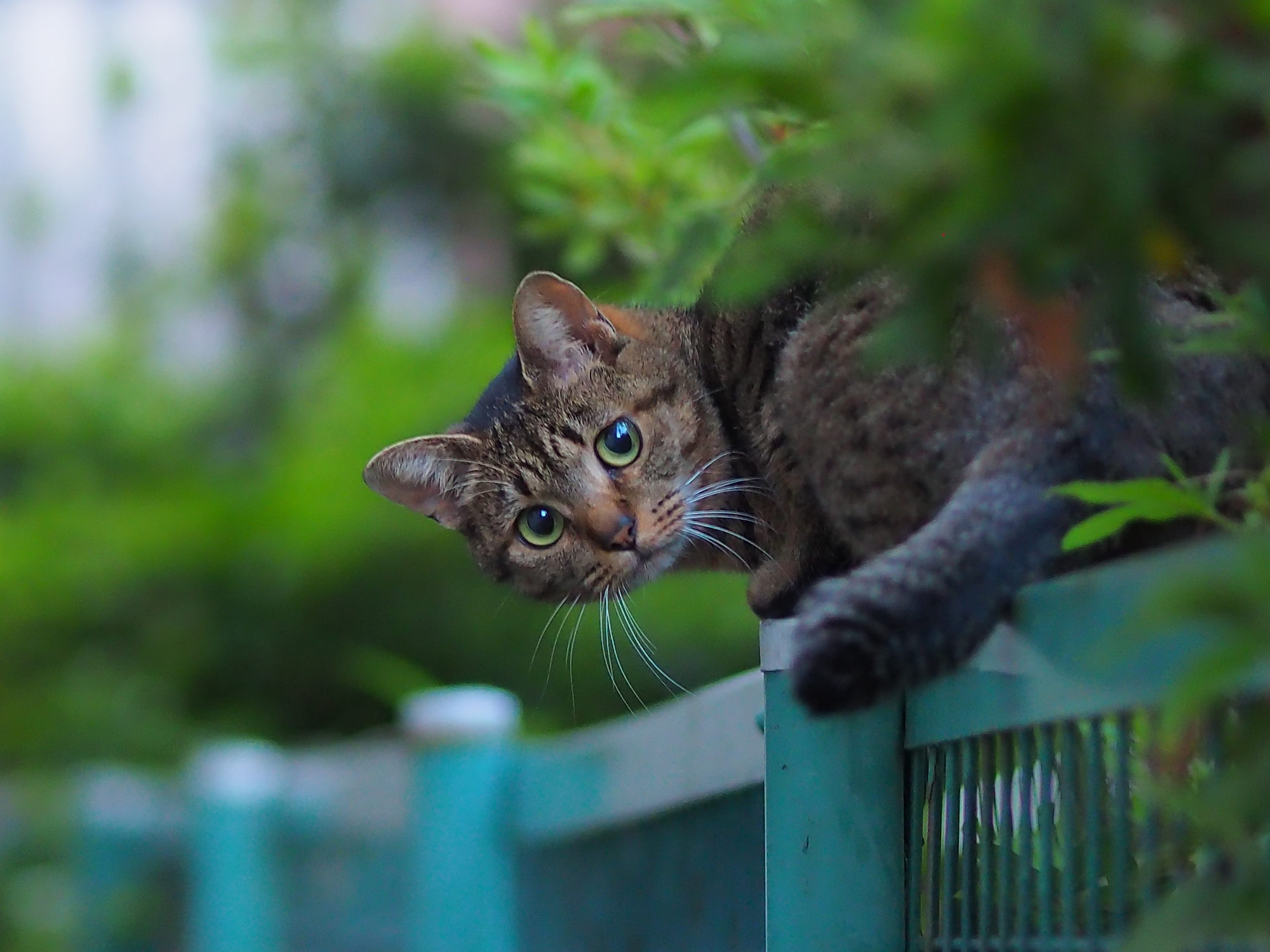 町猫 2023