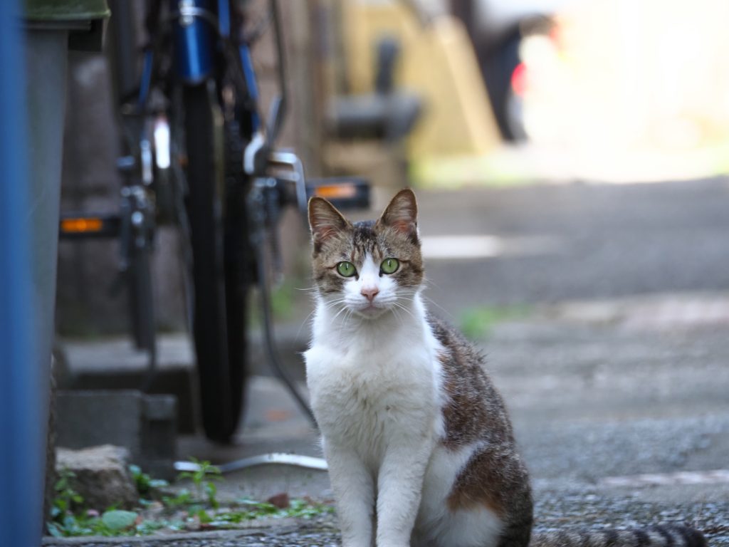 キジ白猫