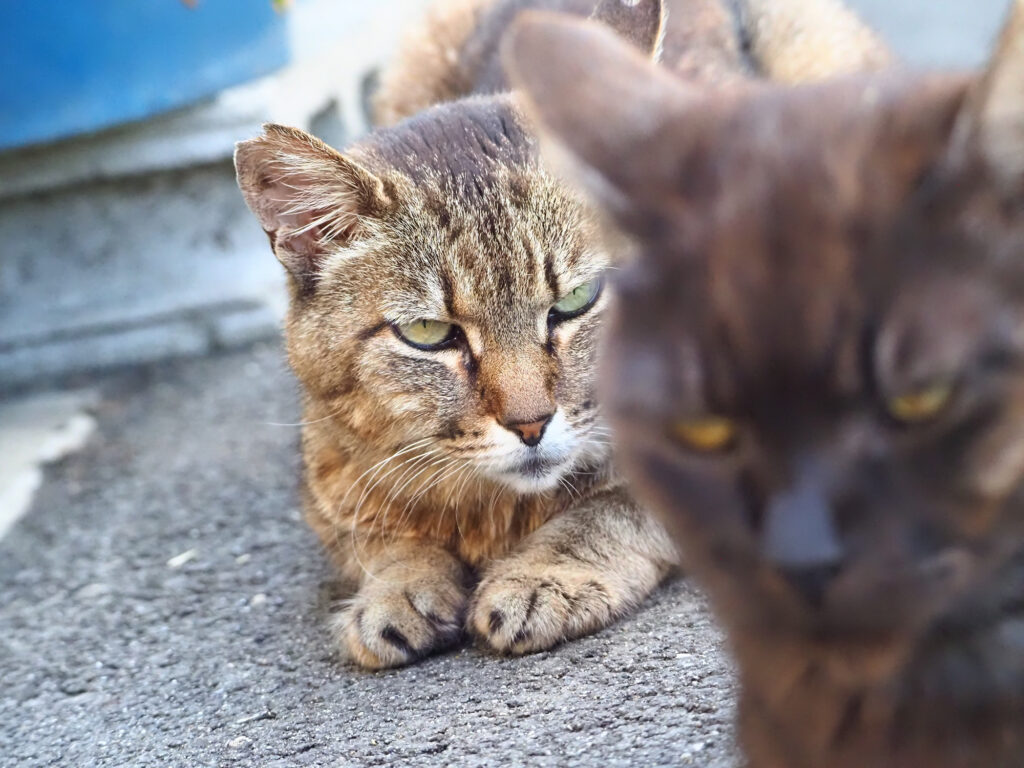 目つきの鋭いキジトラ猫