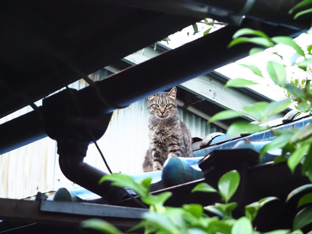 屋根から見下ろすキジトラ猫