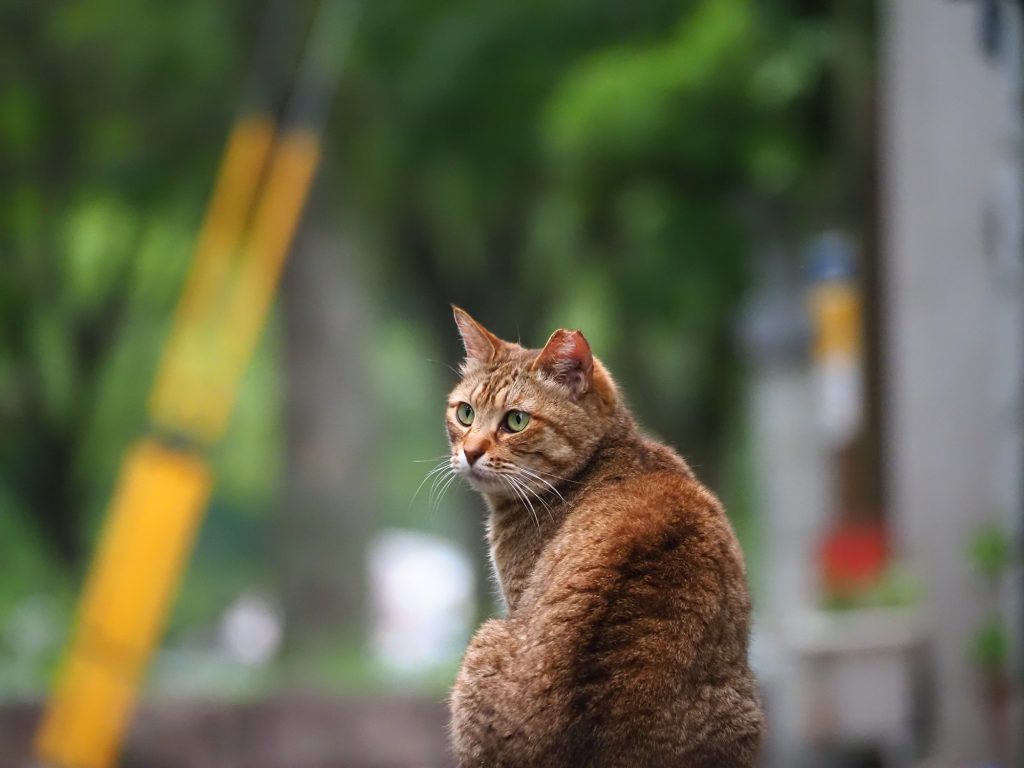 茶トラ猫