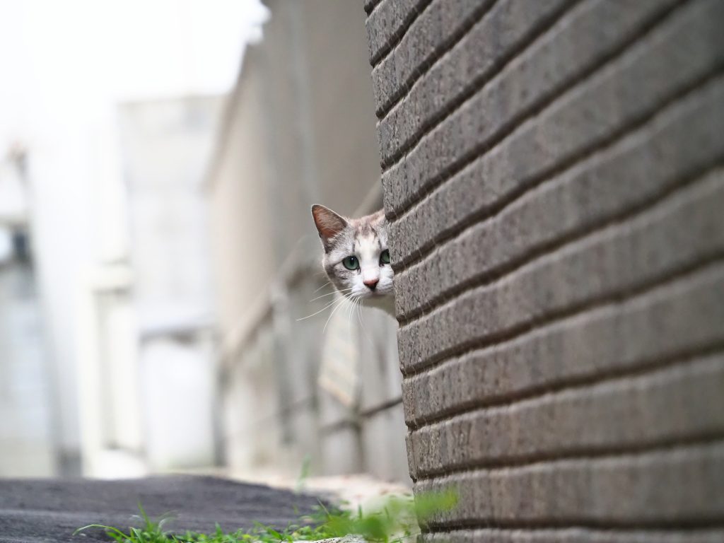 キジ白猫