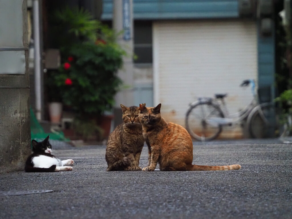 路地裏の猫３匹