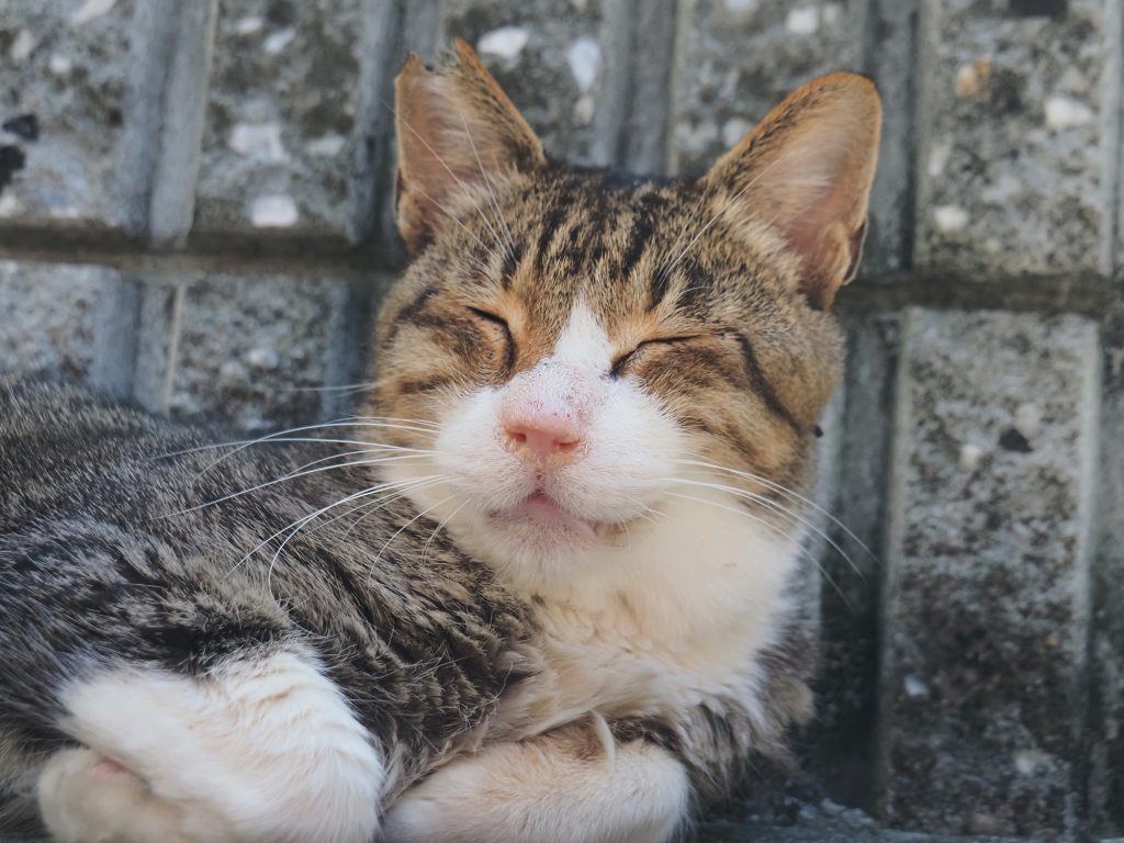 キジ白猫