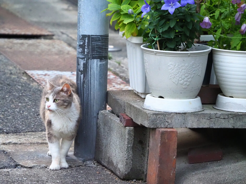 路地裏のキジ白猫