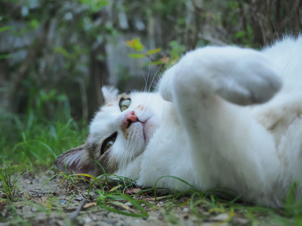 キジ白猫