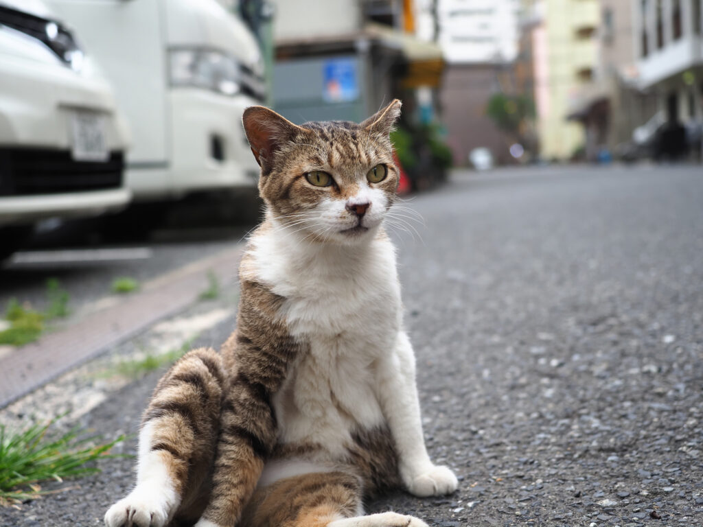 おっさんずわりのキジ白猫