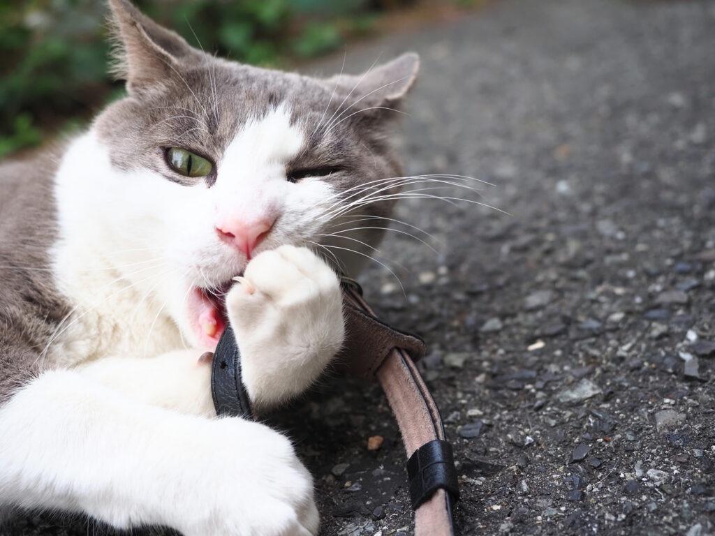 カメラのストラップに夢中なハチワレ猫