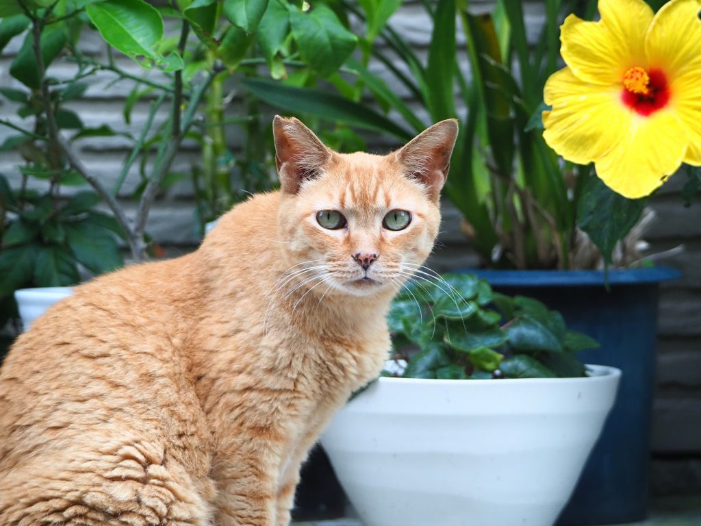 茶トラ猫
