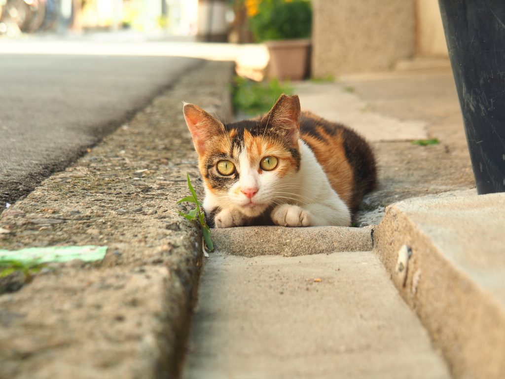 三毛猫