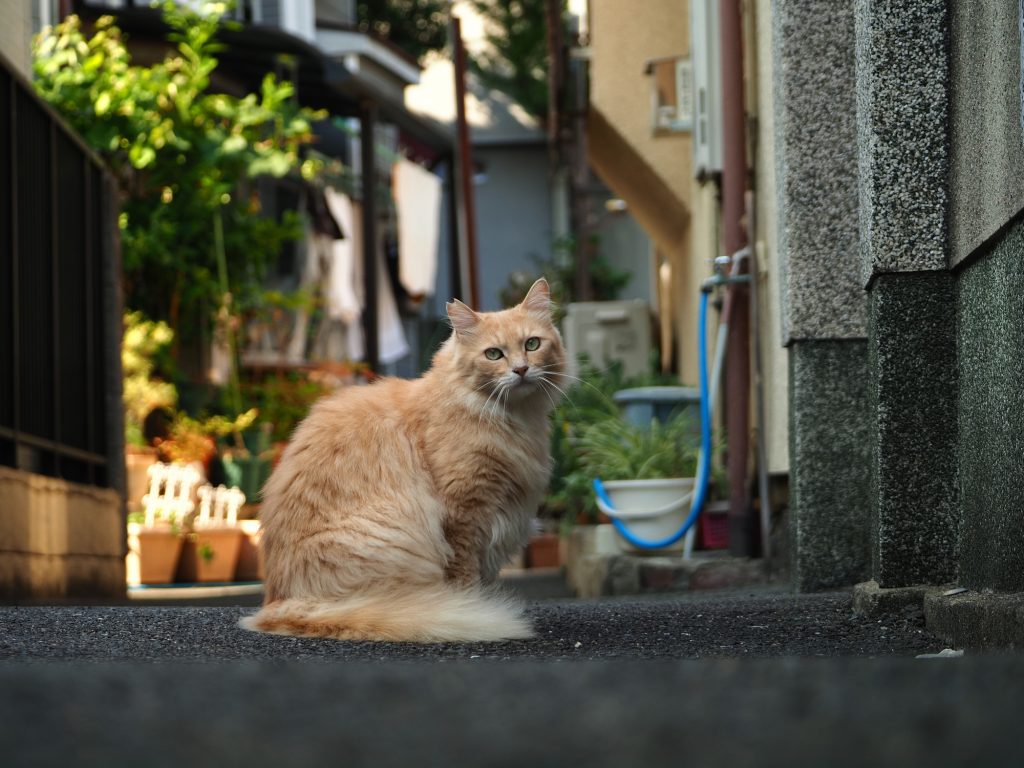 茶トラ猫
