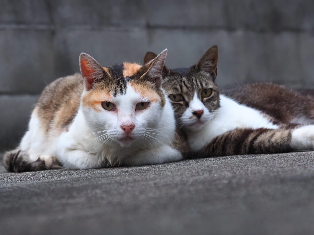 三毛猫とキジ白猫