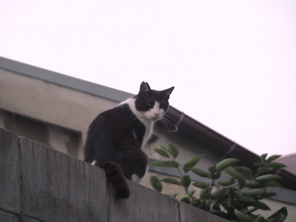 ハチワレ猫