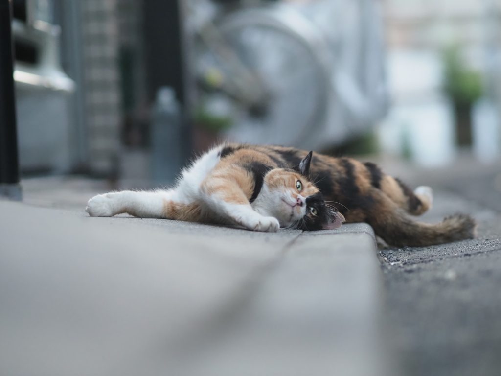 三毛猫