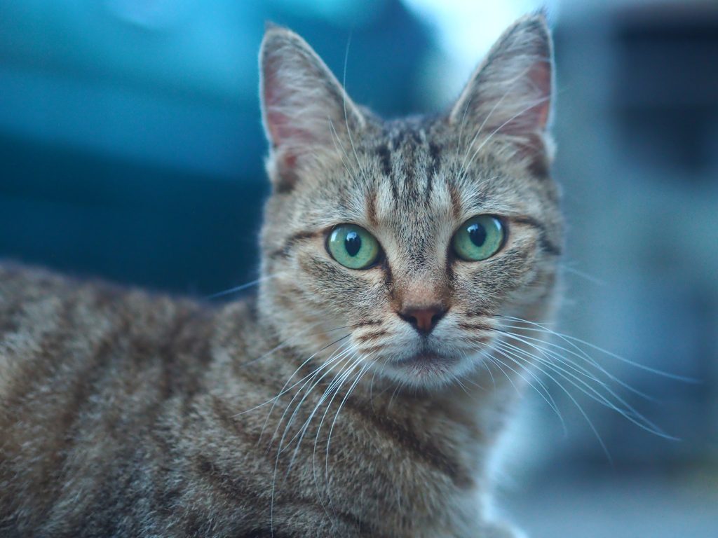 キジトラ猫