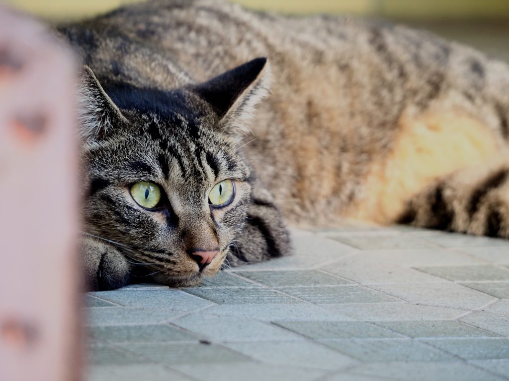 キジトラ猫