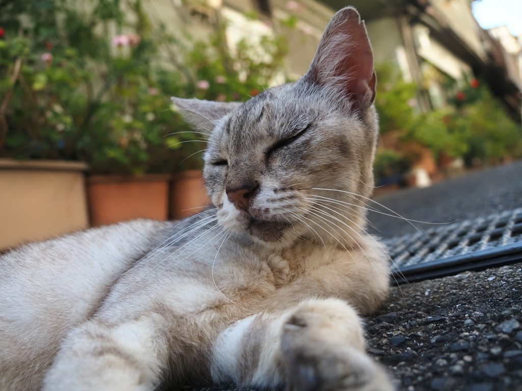 サバトラ猫