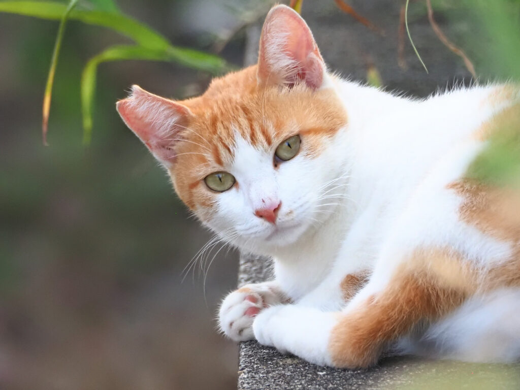茶シロ猫
