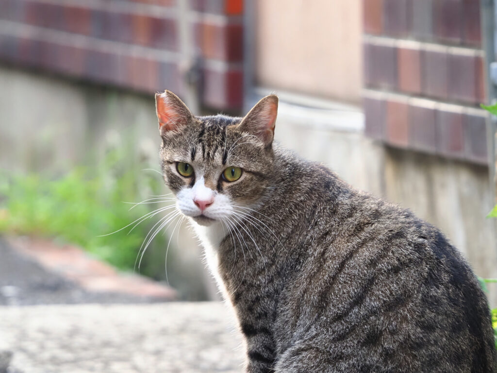 路地裏のキジ白猫