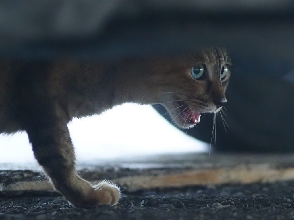 キジトラ猫