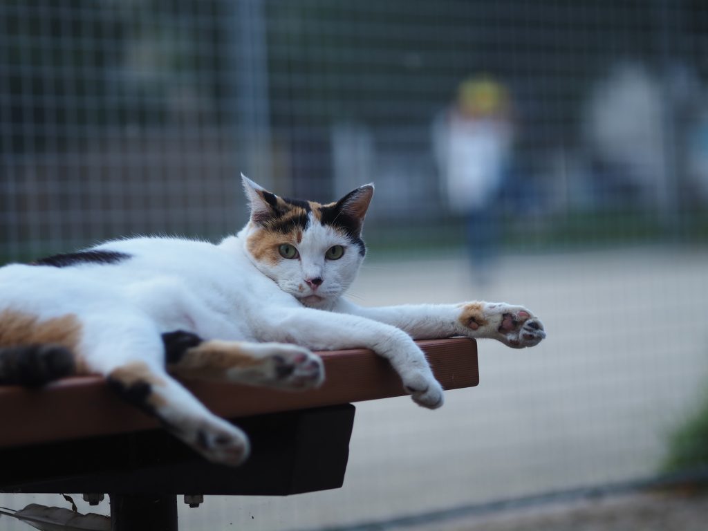 三毛猫