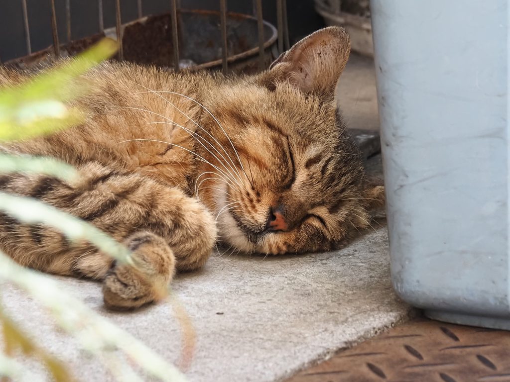 キジトラ猫