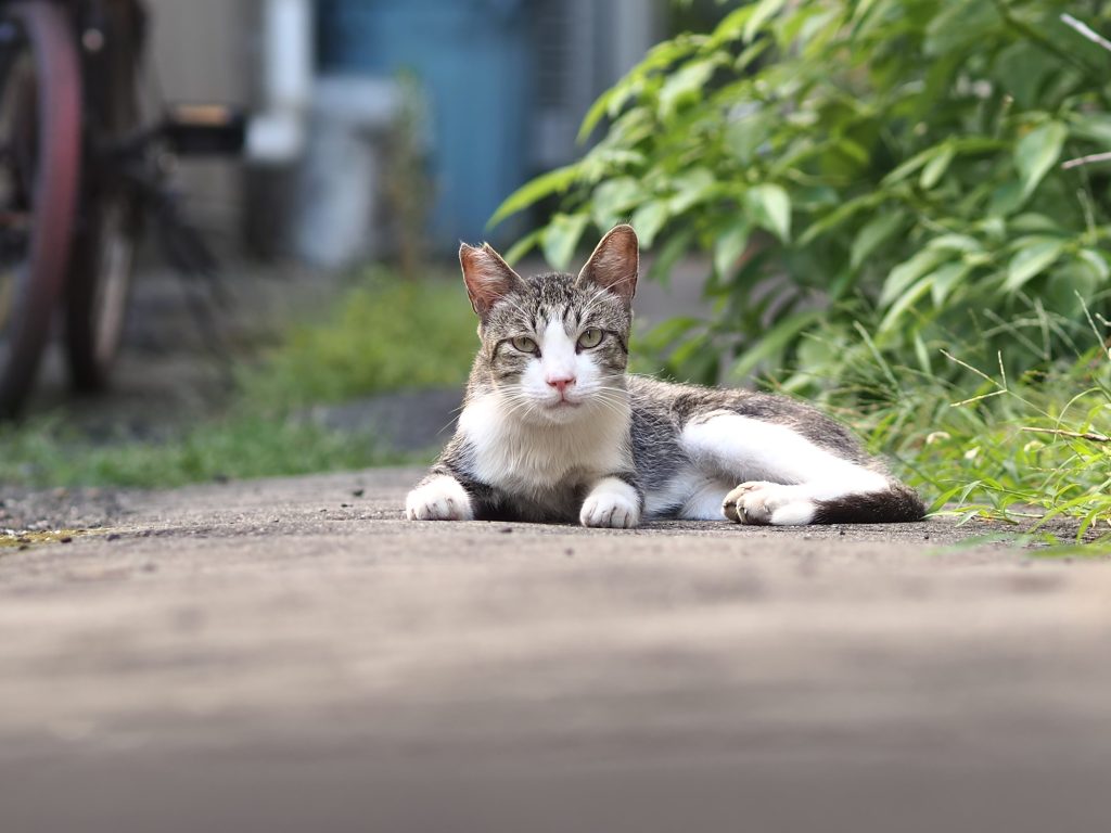 キジ白猫