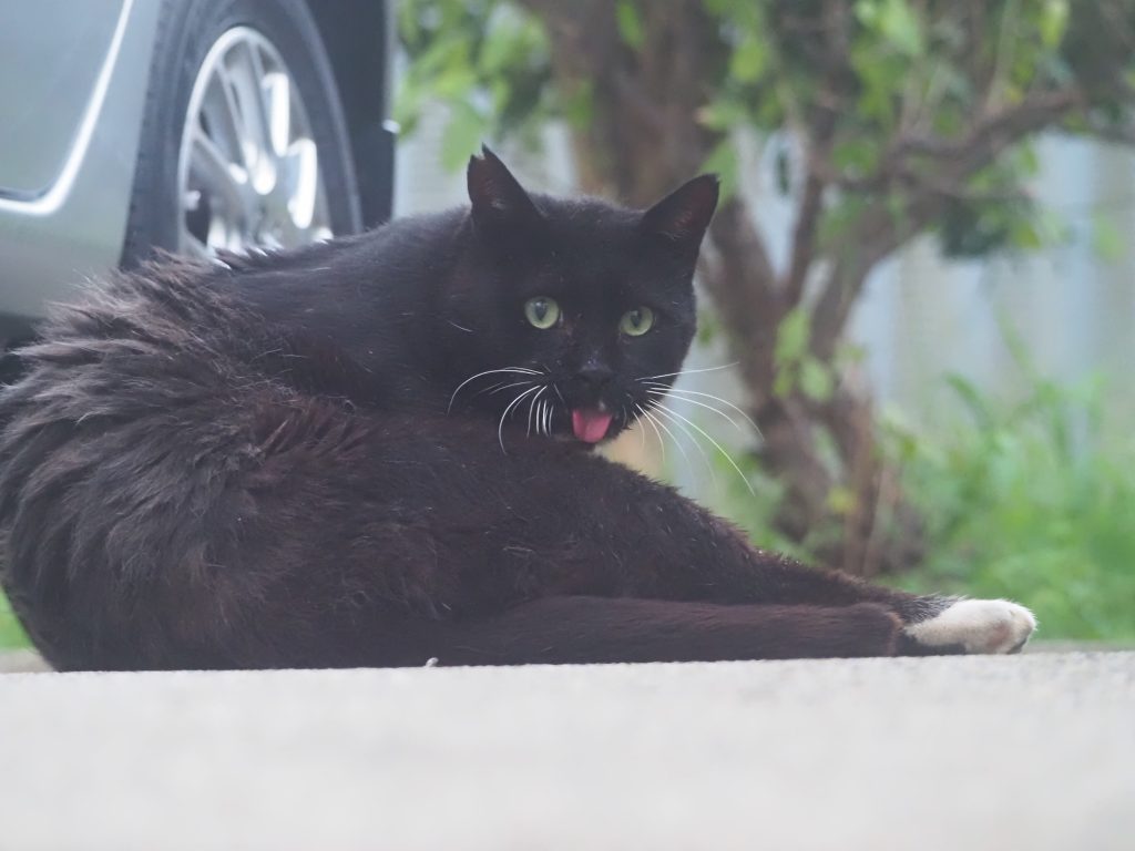 黒猫