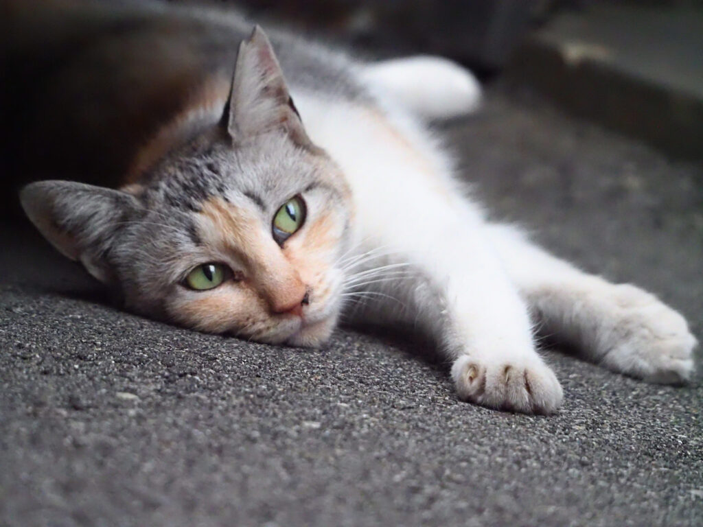 アンニュイな三毛猫