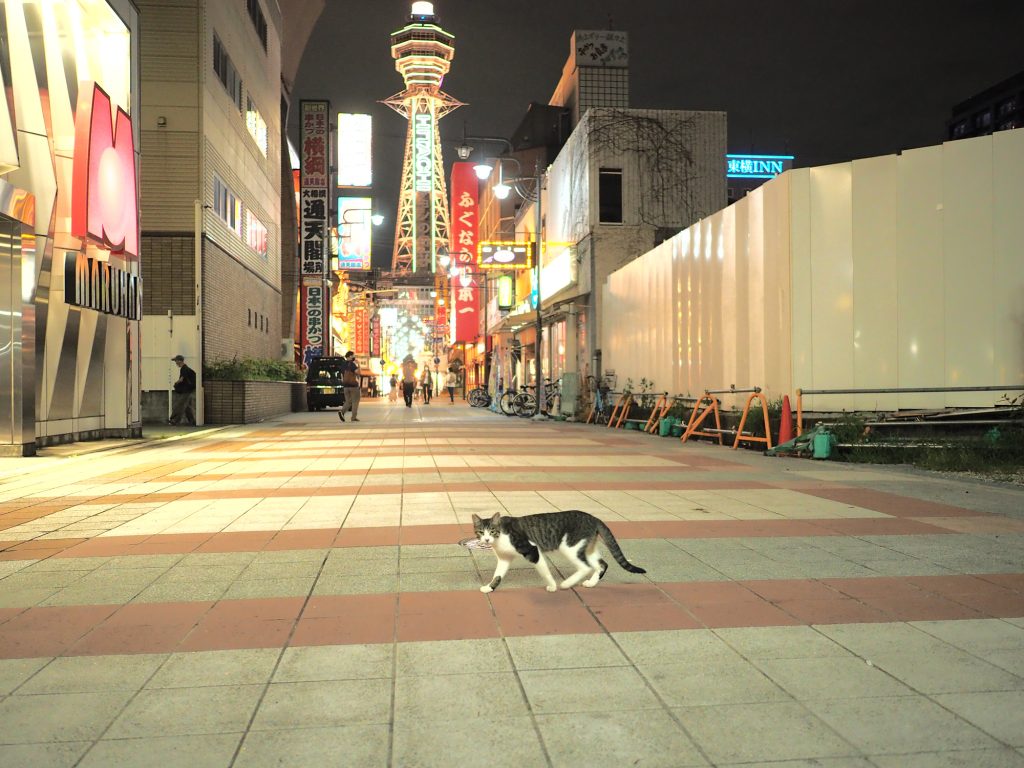 キジ白猫