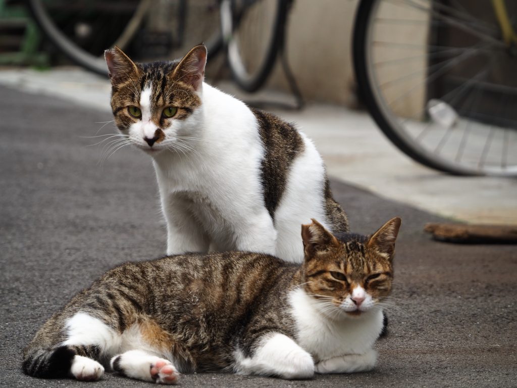 2匹のキジ白猫
