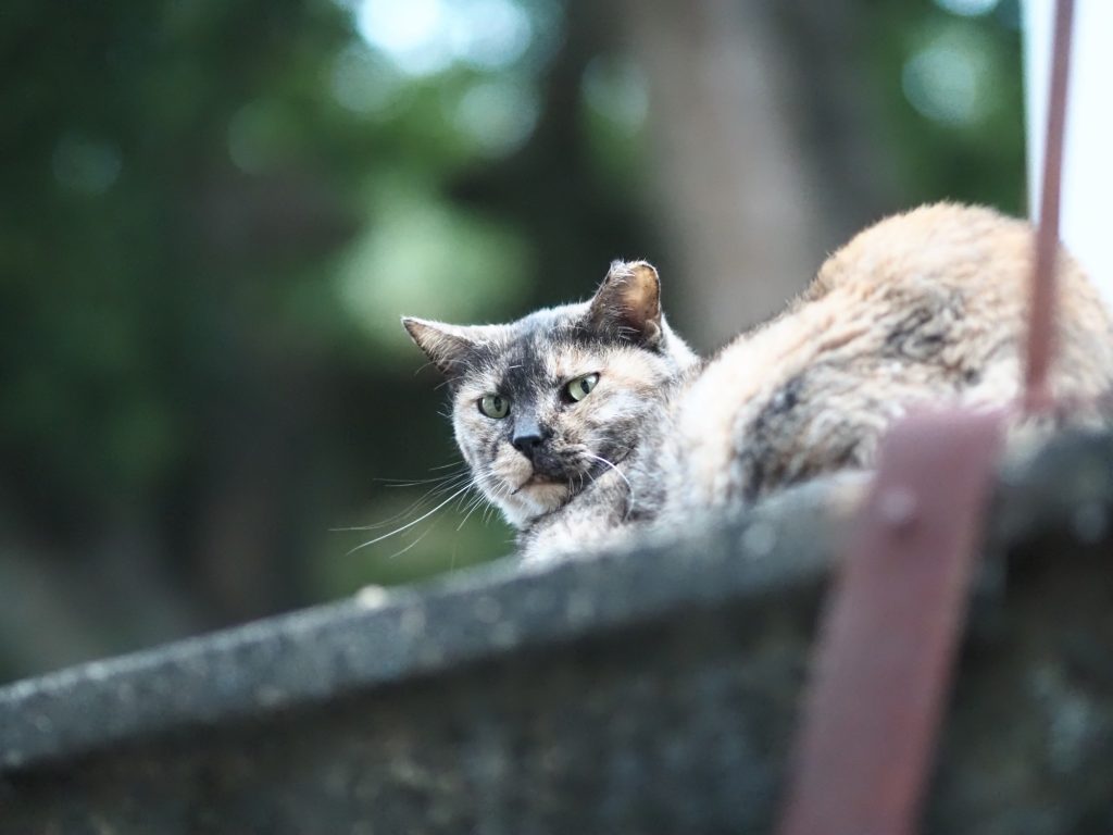 サビ猫