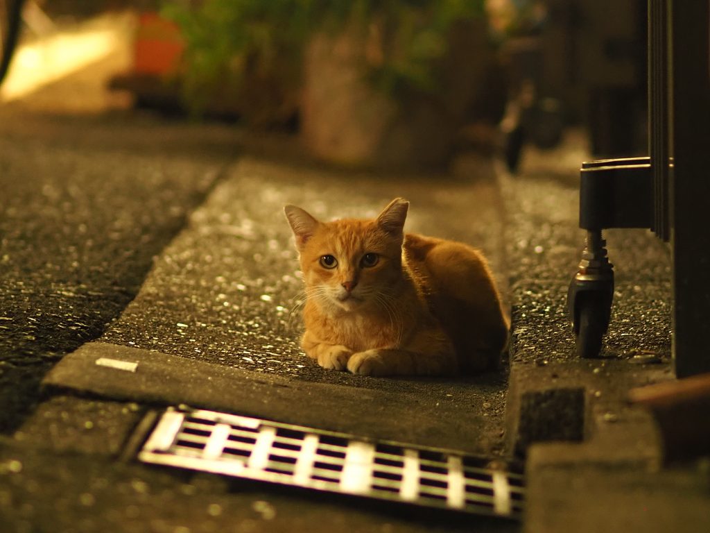 茶トラ猫