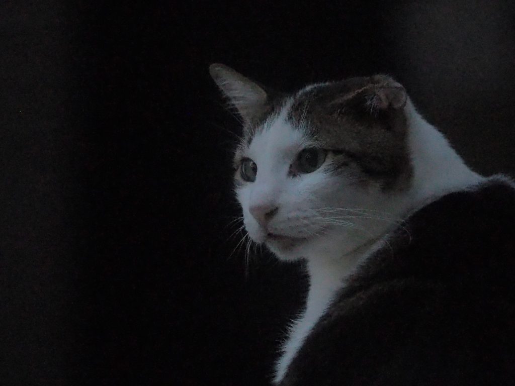 キジ白猫