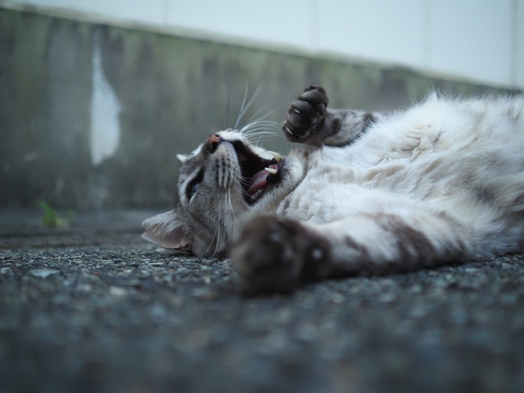 サバトラ猫