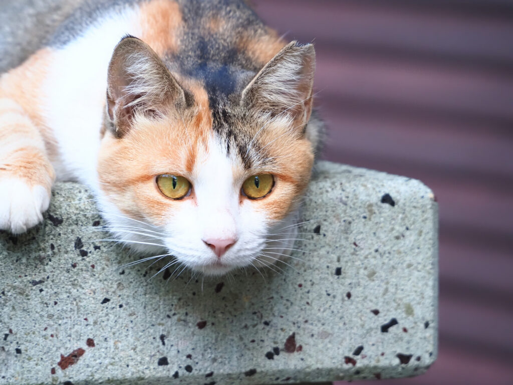 三毛猫