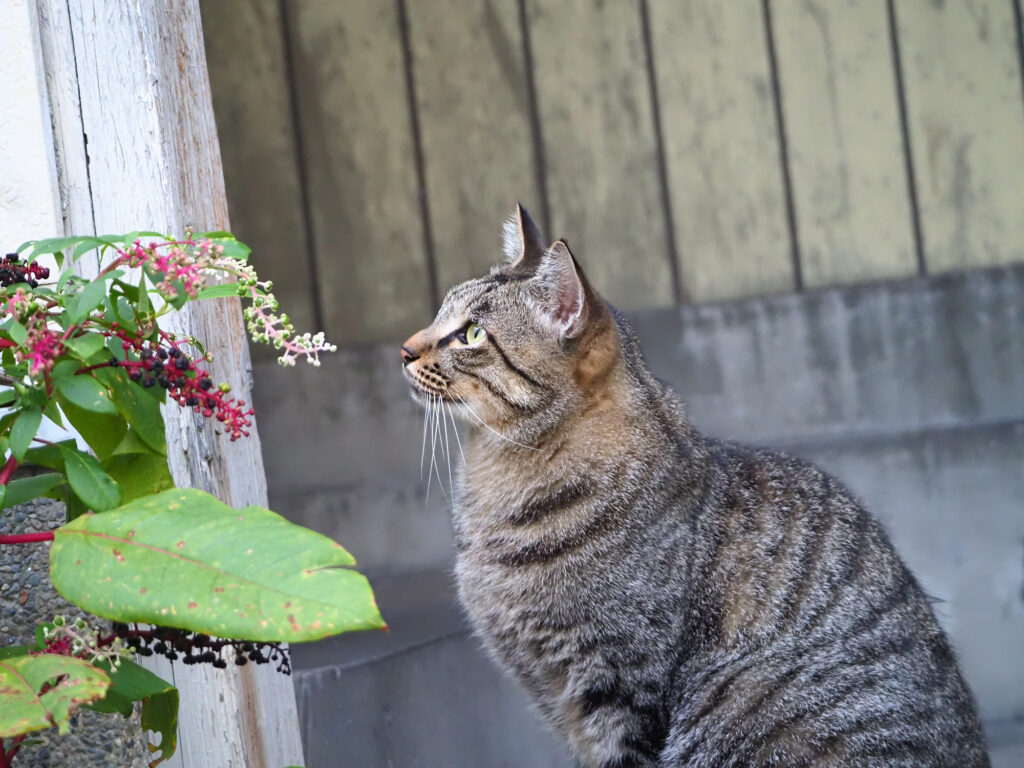 路地裏のキジトラ猫