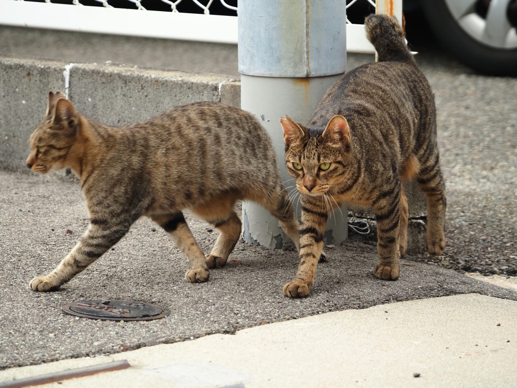 キジトラ猫