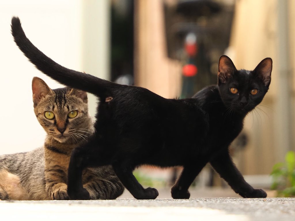 キジトラ猫と黒猫