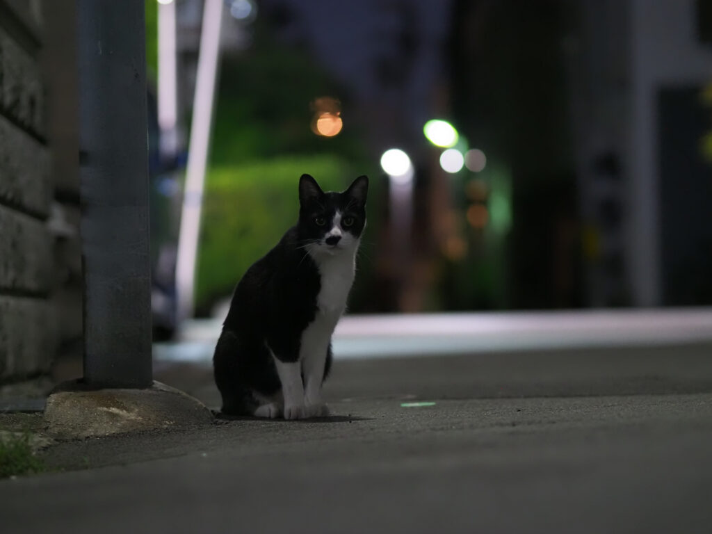 夜の道路に座るハチワレ猫